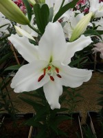 [5301 Gandhara No01.JPG]